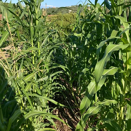 Kokkini Peach House Apartman *