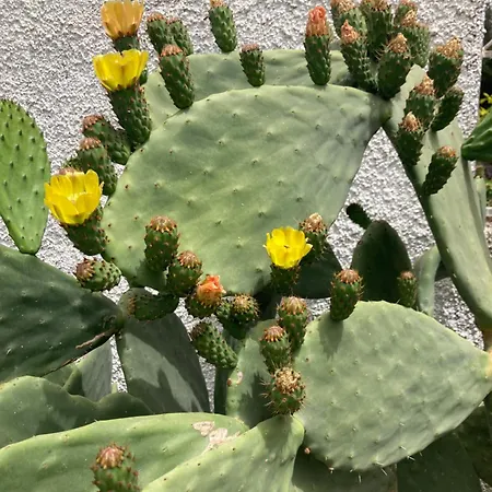 Kokkini Peach House Apartman *